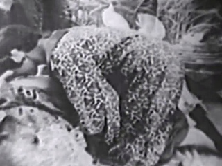 Explicit Vintage MILF Encounter Goes Hardcore